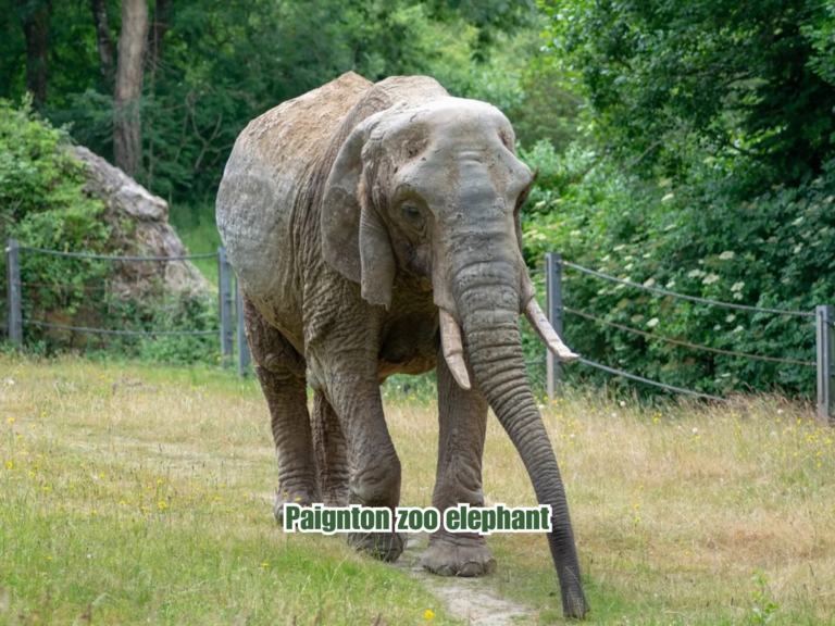 Paignton Zoo Elephant History Age Family Height Lifestyle and Fascinating Facts plandescil ltd